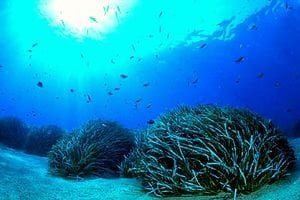 Posidonia oceanica  Tumbuhan Tertua di Dunia